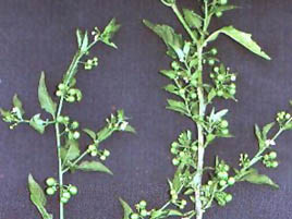 If we do not have a picture for this weed, or you can provide a better picture (scan, digital camera etc) please please e-mail it to us.